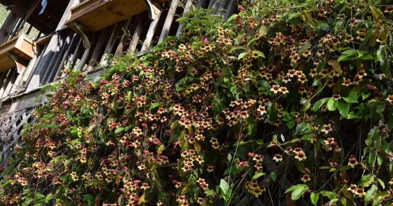 Digging In: Overgrown vines may need a fresh start to thrive again