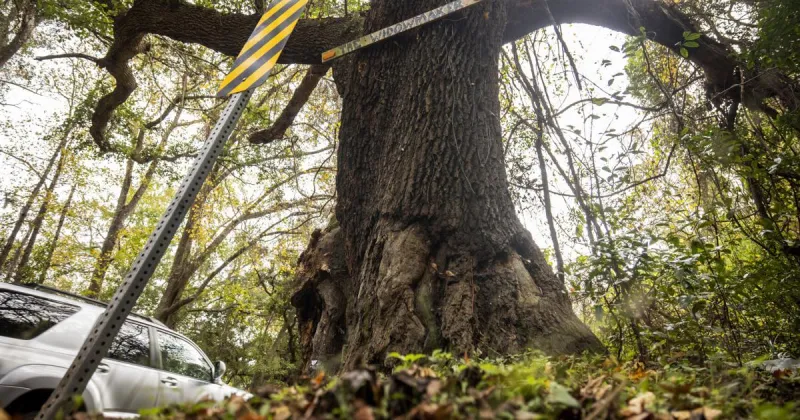 SC DOT, city of Charleston to pay settlement after 4 killed in 2023 'Widowmaker' tree crash