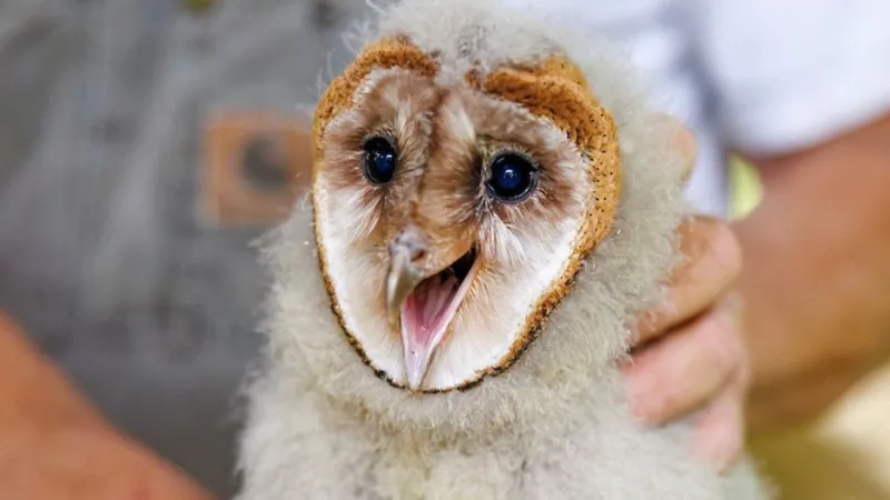 PHOTOS: Owlets 'hoo' gained worldwide fame are growing quickly into young adults