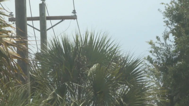 Charleston and Dominion launch online hub to explain tree trimming and removals