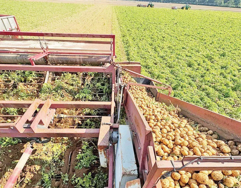 One potato, two potatoes, three potatoes, four ... tons