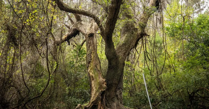SC primary runoffs are today. Plus, settlement reached in fatal 'Widowmaker' tree crash case.