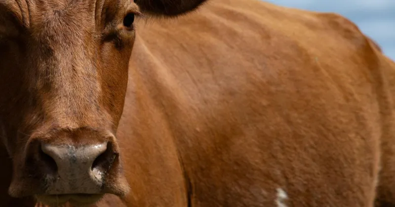 SC tightens rules to keep screwworms from harming cattle and wildlife. Here's what that means