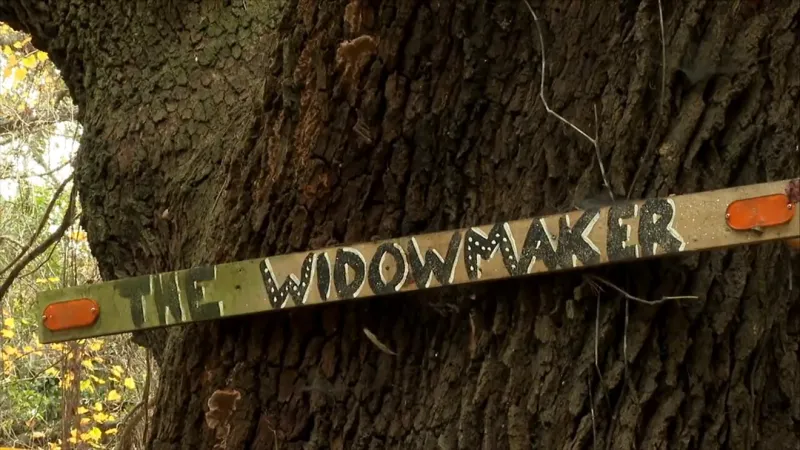 Settlement reached in lawsuit over 2023 James Island 'Widowmaker' tree deaths