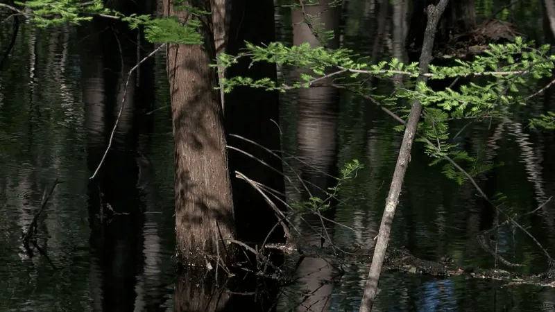 Georgetown Co. Council adopts first wetlands protection ordinance