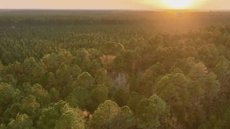 SC Forestry Commission opens new state forest in Dorchester County