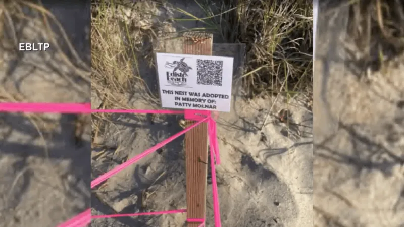 MORNING BUZZ: Edisto beach records 100th sea turtle nest, adopted in memory of volunteer