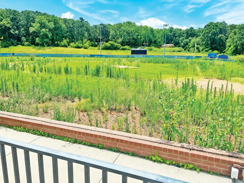 LIMESTONE'S FIELD OF WEEDS