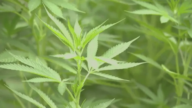 South Carolina House rejects Senate compromise on hemp-based THC regulations