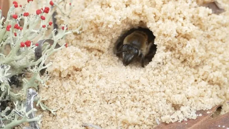 Rare Sandhills Cellophane bee documented in SC for first time
