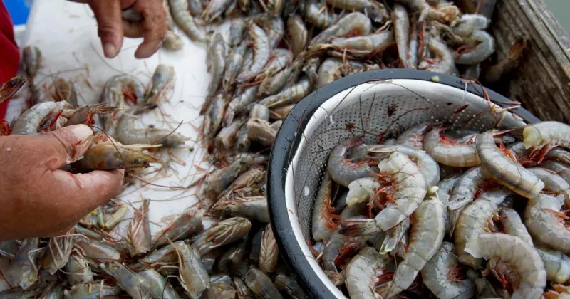 Shrimp labeling bill passes in SC. Plus, oyster bar on Johns Island nears completion.