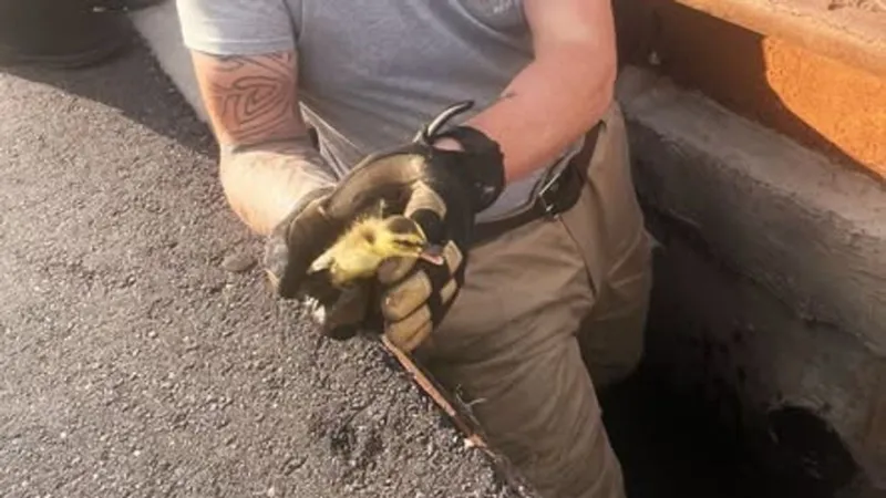 Horry County firefighters rescue eight ducklings trapped in storm drain