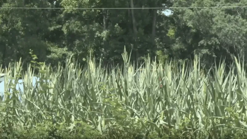 Grand Strand drought threatens Conway crops as farmers hope for rain