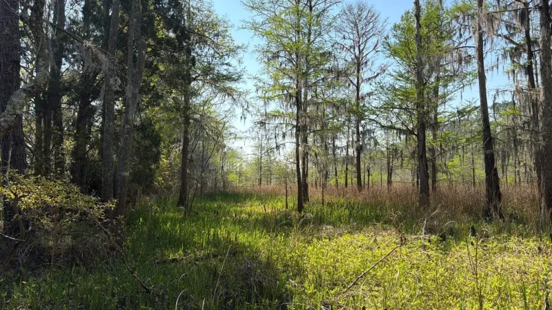 Over 1,400 acres near McClellanville protected from development through new easement