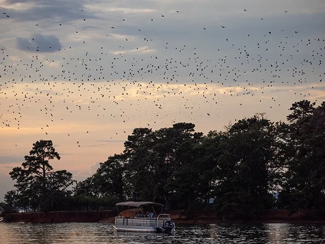 Purple martin birds flock to SC's Lake Murray in one of nature's 'great mysteries'