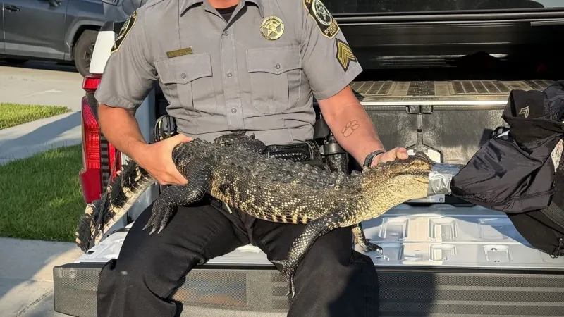 Deputies wrangle and safely relocate baby alligator after Tuesday encounter