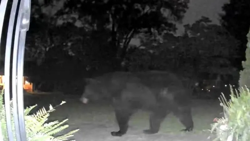 Black bear spotted running through Greenville neighborhood, officials urge safety steps
