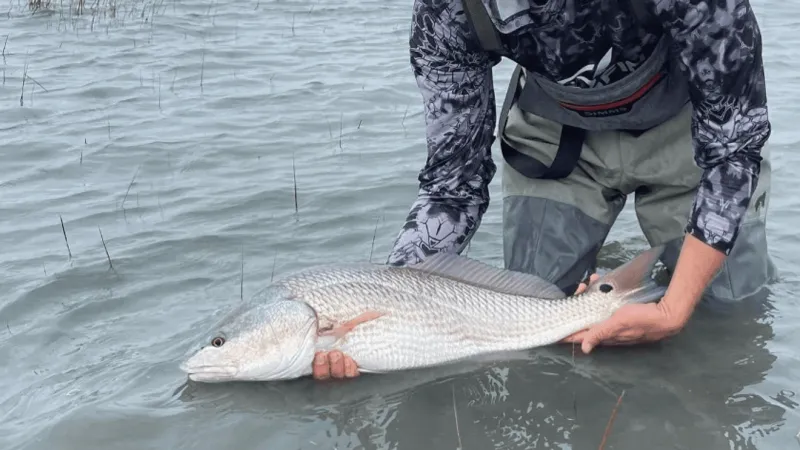South Carolina tightens red drum fishing limits, hook rules to protect population