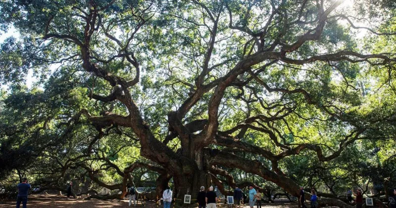 When estimating tree age, does size matter? Here's what arborists say.