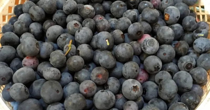 Frozen blueberries sold at Publix in SC recalled after a dozen sickened