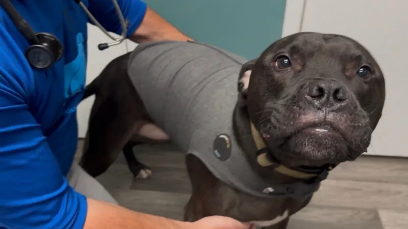 Lowcountry vet urges pet owners to prep for fireworks weekend, prevent injuries and panic