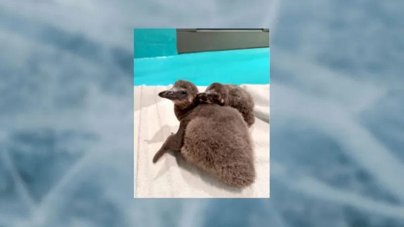 Ripley's Aquarium welcomes two endangered African penguin chicks