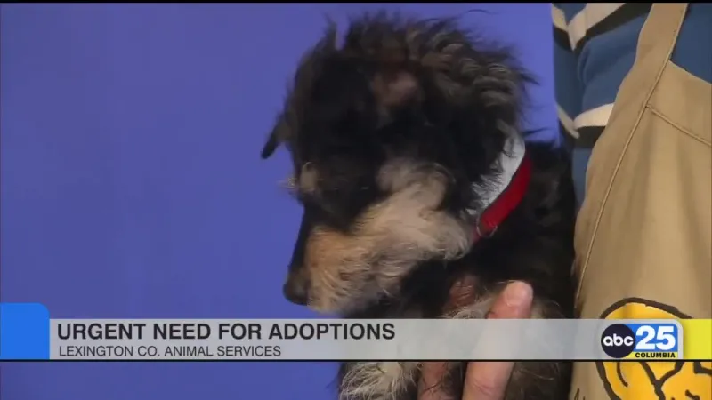 Lexington County Animal Services in urgent need of forever, foster homes for dogs, cats