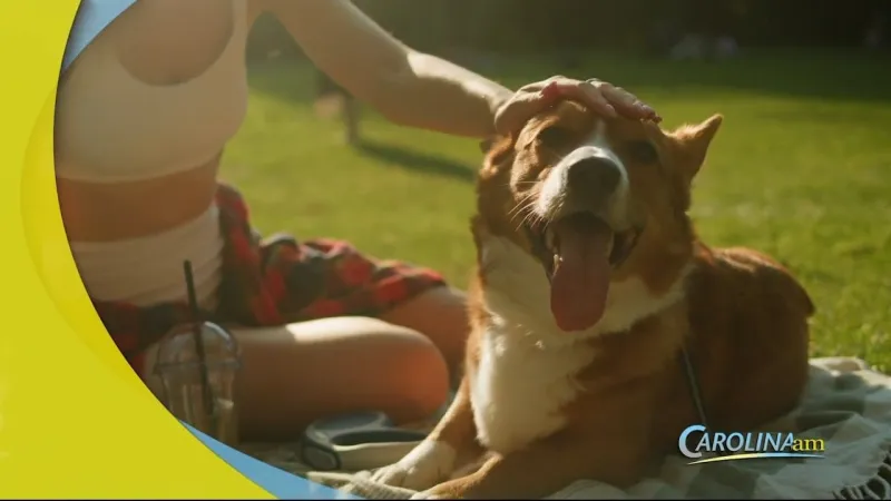 Canine Summer Safety Tips