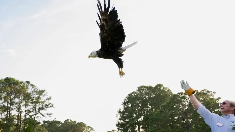 'We are thrilled!': Avian Conservation Center completes Eagle Flight Enclosure