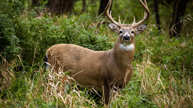 Public invited to weigh in on deer hunting with dogs in SC