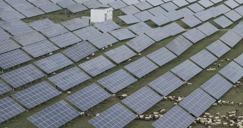Solar farm to make Orangeburg sheep production soar