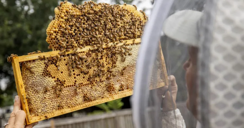 How a Charleston-area artist is helping to solve a major issue for female beekeepers