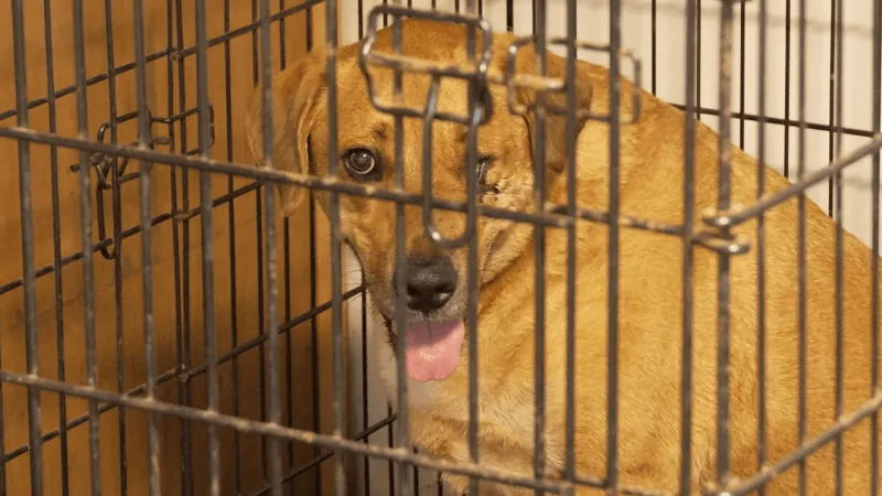 Animal rescue raises funds to keep shelter running, renovate facility