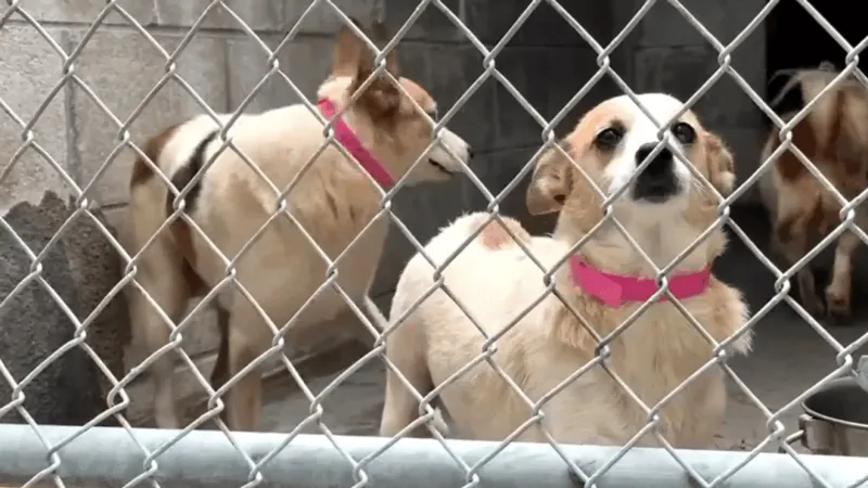 Florence Co. animal rescue steps in to help dogs from Georgetown hoarding case