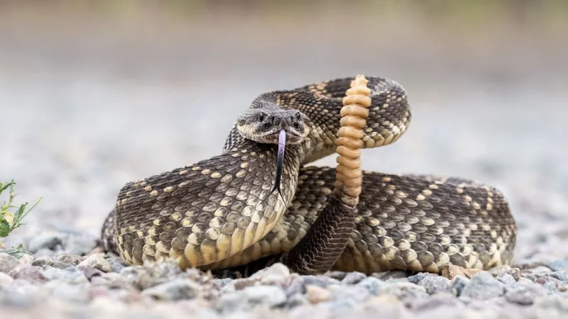 38 snakes that call South Carolina home