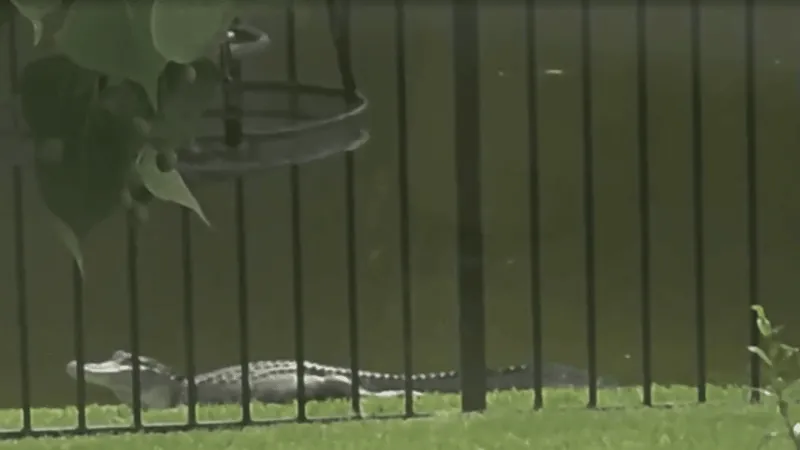 MORNING BUZZ: Alligator spotted sunning outside West Ashley home