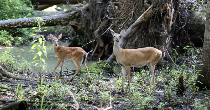 'Don't kidnap the deer': South Carolina warns residents not to adopt fawns believed to be orphaned