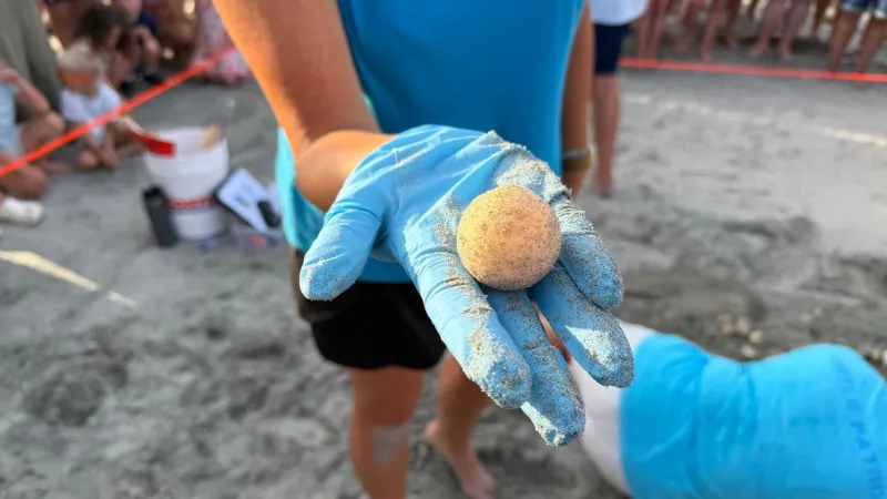 Folly Beach Turtle Watch holds first public nest inventory; 116 loggerhead nests tallied