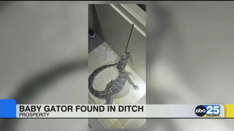 Baby gator found in Prosperity ditch