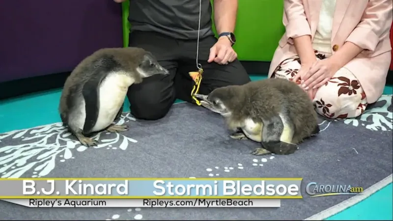 Meet the New Penguin Additions at Ripley's Aquarium!