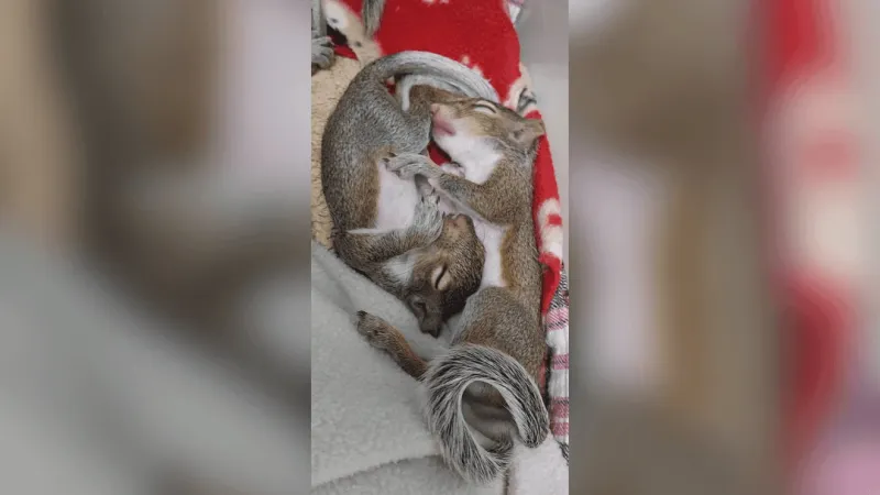Carolina Wildlife Center raises more than $75K to remain open