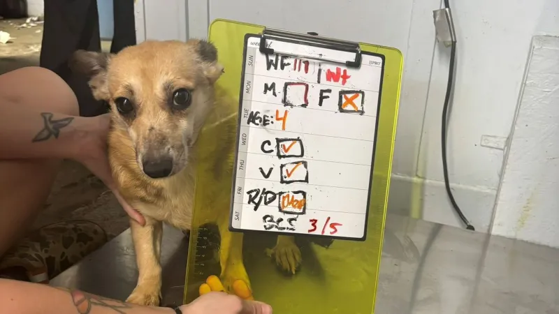 'It's just unspeakable': investigators reveal disturbing details in animal cruelty case