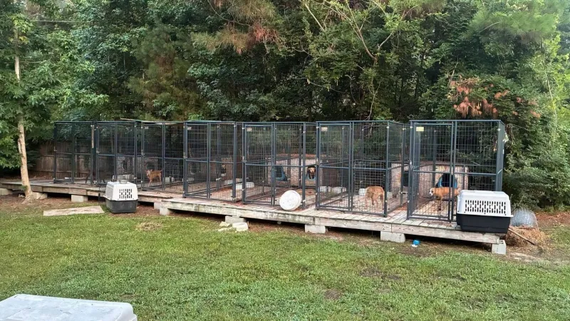 3 in custody, multiple dogs rescued in Horry Co. animal cruelty probe