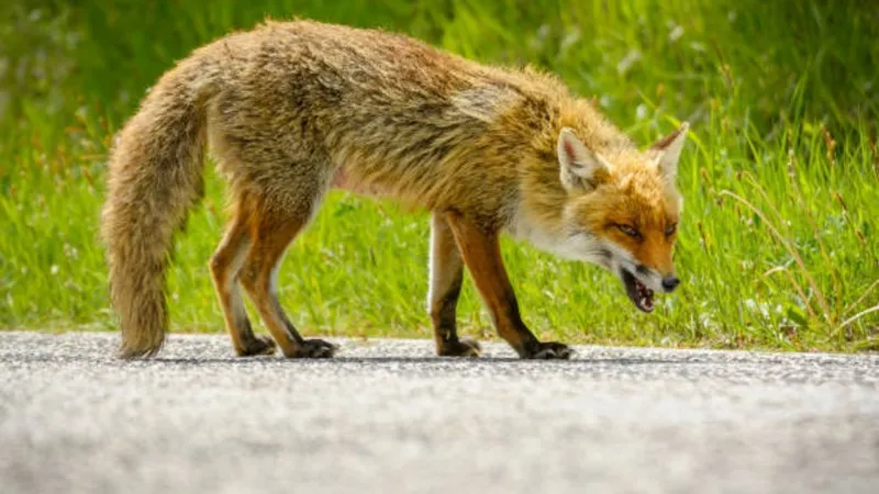 Rabid fox confirmed in Georgetown County; person, dog exposed