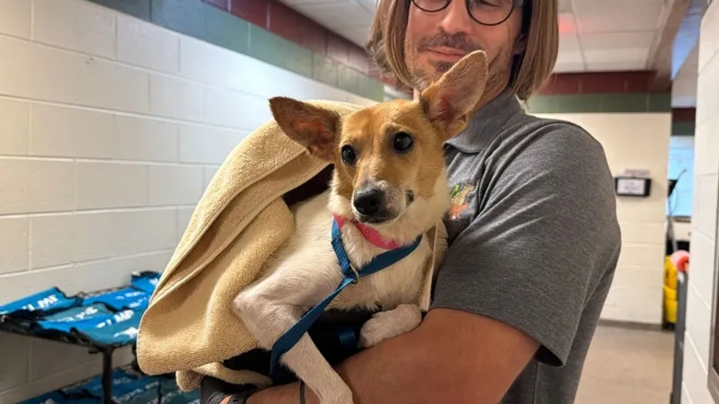 SC shelters over capacity after massive Georgetown animal rescue, urge public to adopt