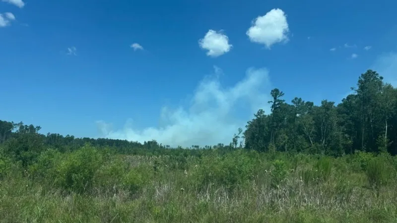 Firefighters battle 1,000-acre wildfire in Francis Marion National Forest