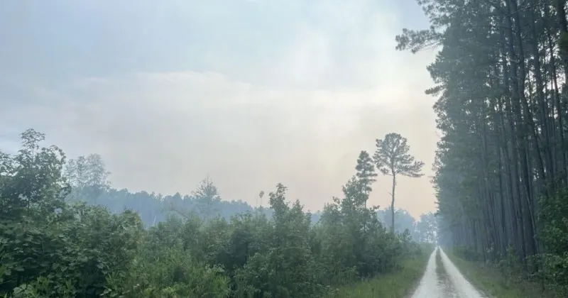 Francis Marion wildfire now 10 percent contained. Officials hope forecast rain will help.