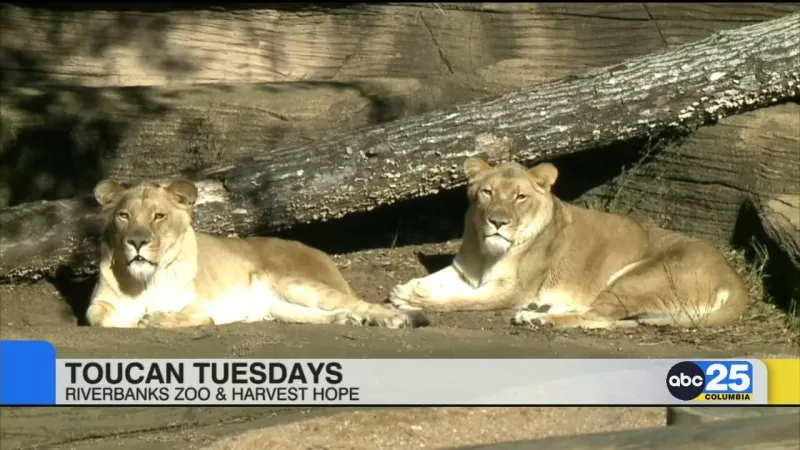 Local Living: Ready Set Supply Drive, Golden Pencil Hunt, Better the Breed Festival, Toucan Tuesdays