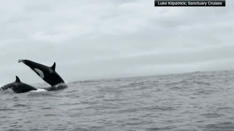 MORNING BUZZ: Whale watchers catch rare sight of orcas hunting dolphins in California