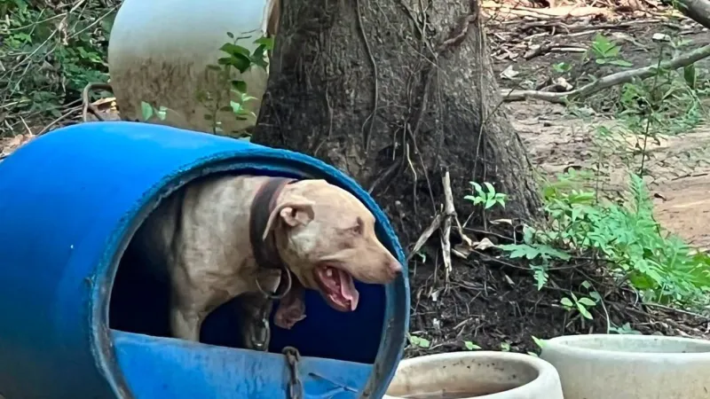 Warrants detail alleged dogfighting operation, bad conditions for dozens of dogs